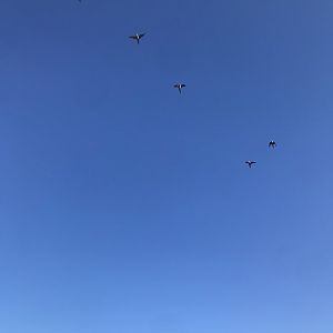Monk parakeets, Barcelona