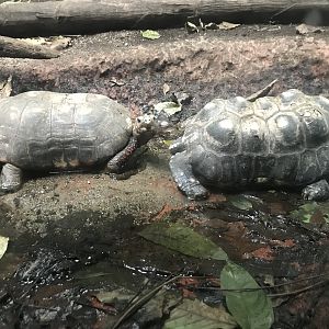 Red-footed tortoises