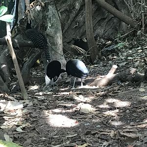 Gray-winged trumpeters and female Bare-faced curassow