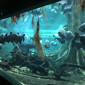 Flooded forest tank