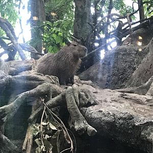 Capybara
