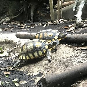 Yellow-footed tortoise