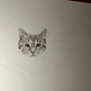 Cats in progress