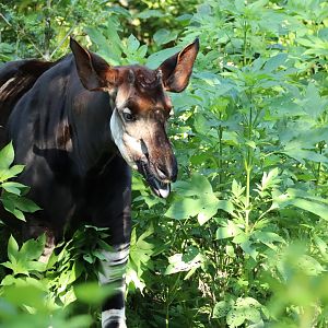 Okapi