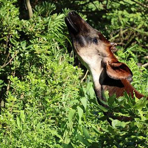 okapi