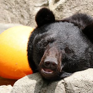 Japanese black bear