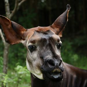 Okapi