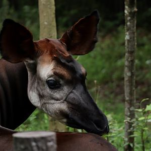 Okapi