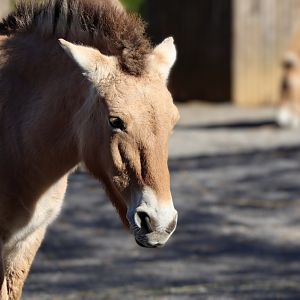 Przewalski's Wild Horse