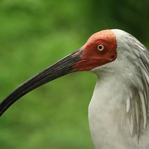 Crested Ibis