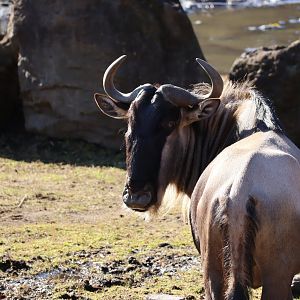 Eastern White-bearded Wildebeest