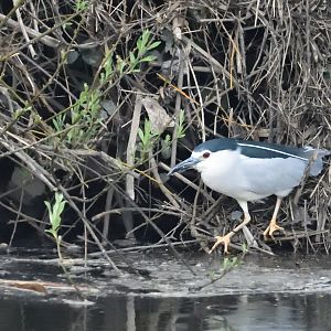 Black-crowned Night Heron on the River Calder at Ossett, 10th April 2023