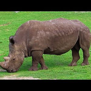 Jacksonville Zoo 2017 - YouTube