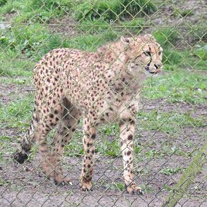 Southern Cheetah
