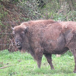 European Bison