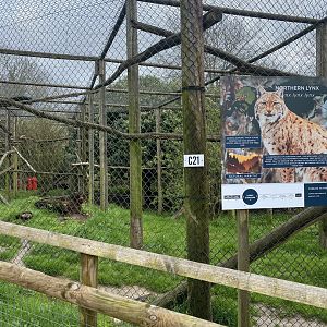 Northern Lynx Enclosure