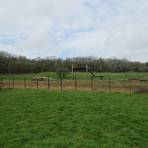 Lion Enclosure
