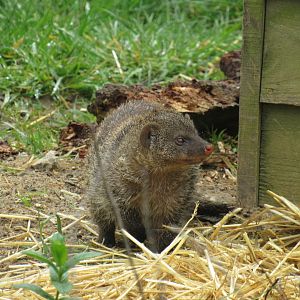 Banded Mongoose