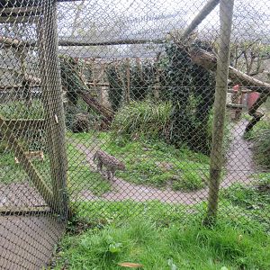 Fishing Cat Enclosure