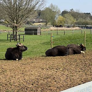 Gaur - Whipsnade Zoo