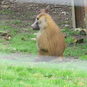 Guinea Baboon