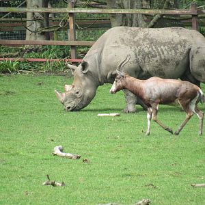 Eastern Black Rhinoceros and Blesbok