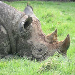 Eastern Black Rhinoceros