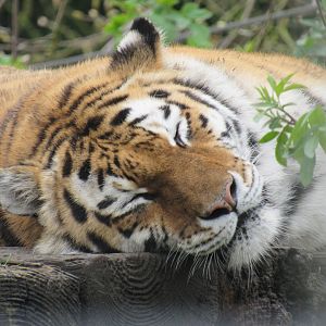 Siberian Tiger