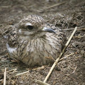 Spotted Dikkop (Burhinus capensis)