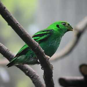 Green Broadbill (Calyptomena viridis)