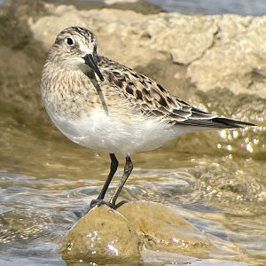 Baird’s Sandpiper
