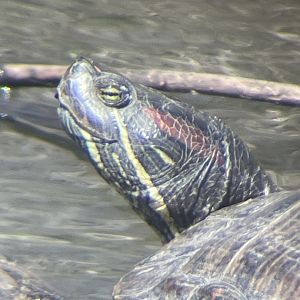 Red-eared Slider