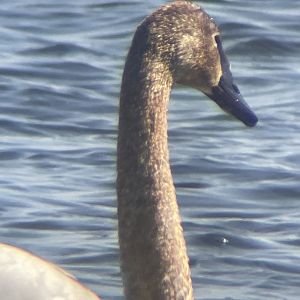 Trumpeter Swan