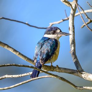 Forest Kingfisher