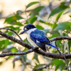 Forest Kingfisher