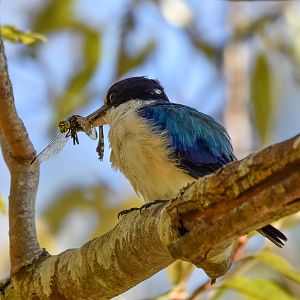 Forest Kingfisher eating dragonfly