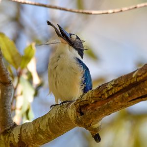 Forest Kingfisher eating dragonfly