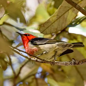 Scarlet Honeyeater