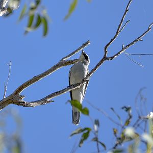 White-bellied Cuckoo-shrike
