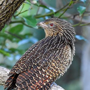 Pheasant Coucal