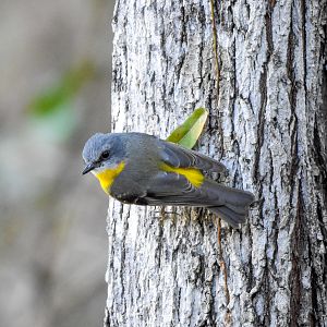 Eastern Yellow Robin
