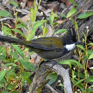 Eastern Whipbird