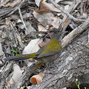 Eastern Whipbird