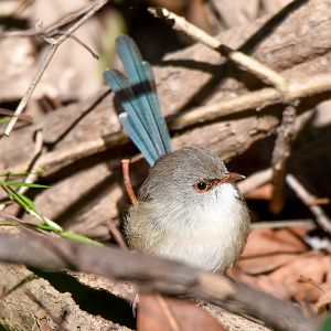 Variegated Fairywren