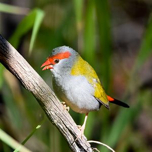 Red-browed Finch
