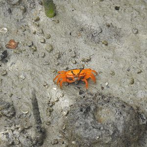 Flame-Backed Fiddler-Crab - East Point (Darwin)