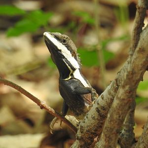 Gilbert's Dragon - East Point (Darwin)