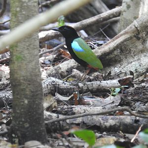 Rainbow Pitta - East Point (Darwin)