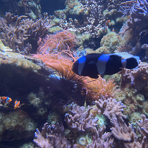 Clownfish ID
