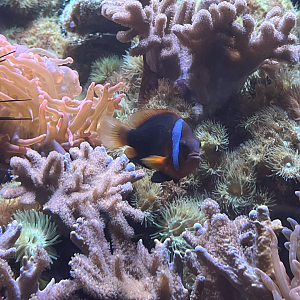 Clownfish ID
